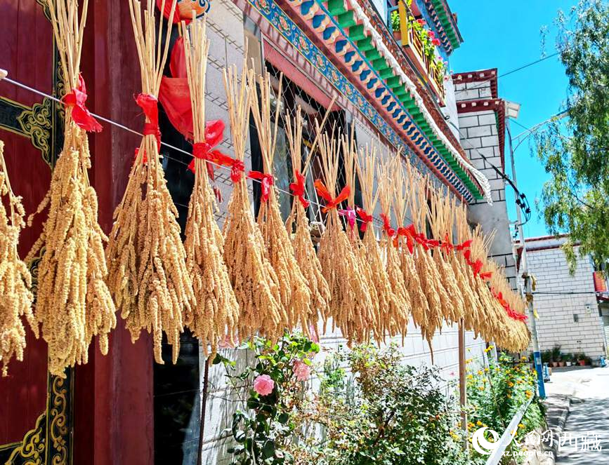 整個(gè)村莊沉浸在收獲的喜悅中。人民網(wǎng) 李海霞攝