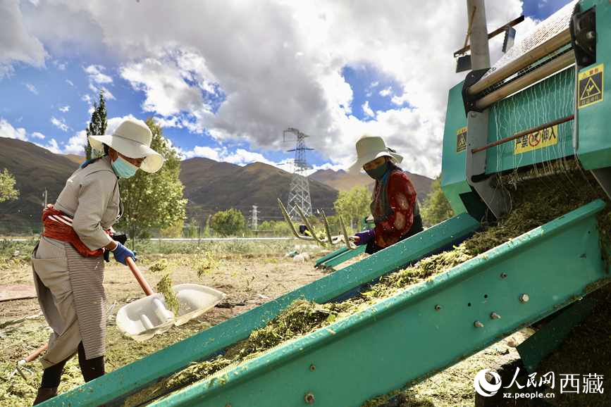 曲水茶巴拉村民正在包裝青飼玉米。人民網(wǎng)記者 次仁羅布攝