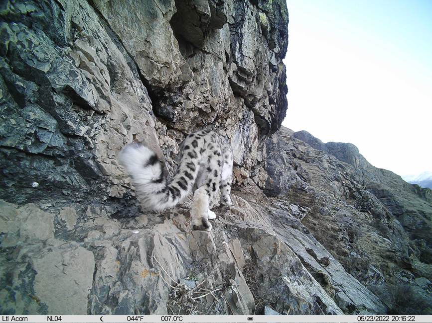 雪豹影像。山水自然保護(hù)中心供圖