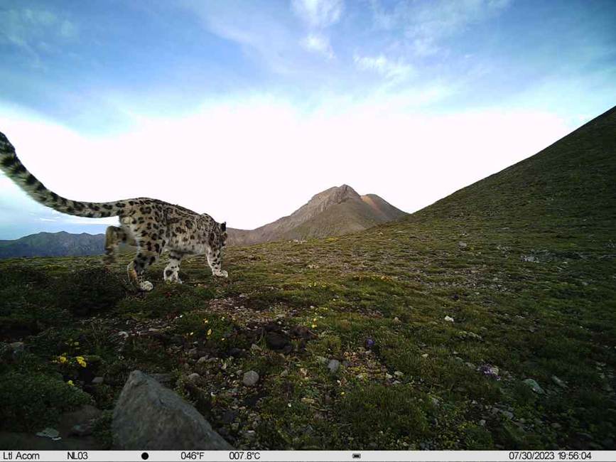 雪豹影像。山水自然保護(hù)中心供圖