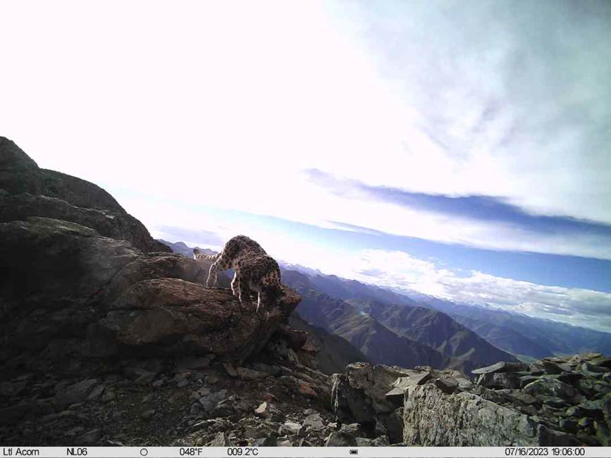 雪豹影像。山水自然保護(hù)中心供圖