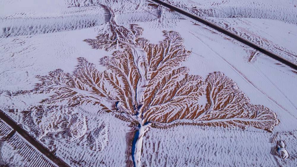 雪中“大樹(shù)”。邊巴多吉攝