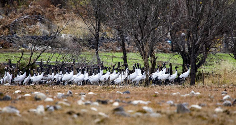 黑頸鶴在濕地上閑庭信步。索多攝
