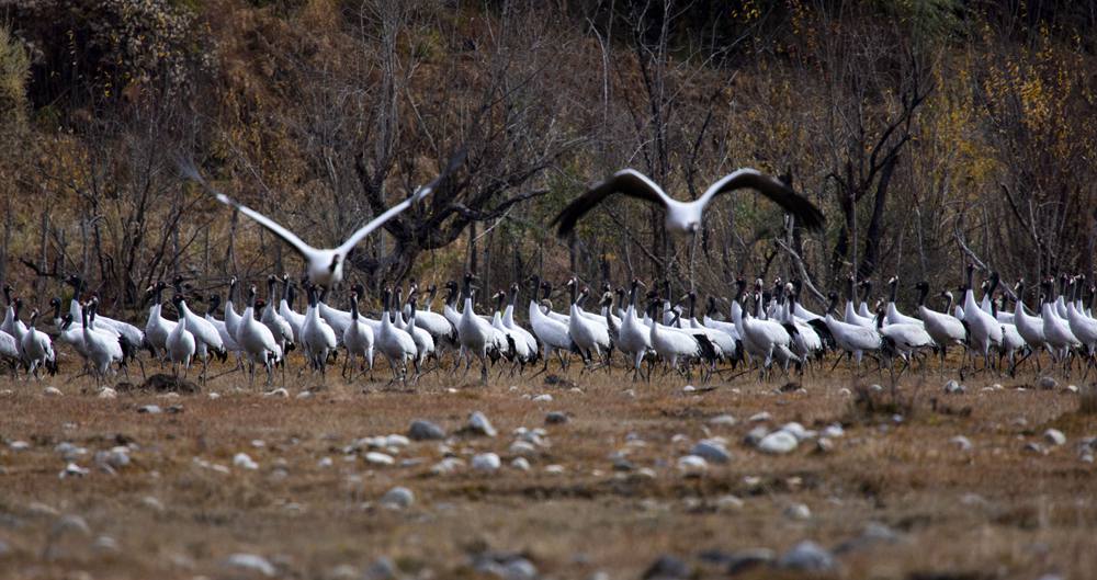 黑頸鶴蹁躚起舞美如畫。索多攝