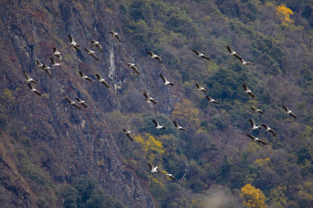 黑頸鶴蹁躚起舞美如畫。索多攝