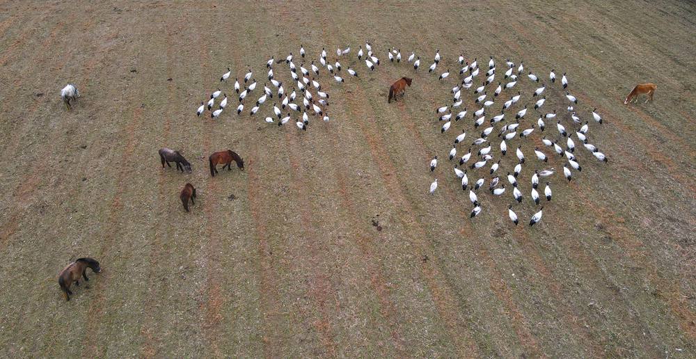 覓食中的黑頸鶴。益西旦增攝
