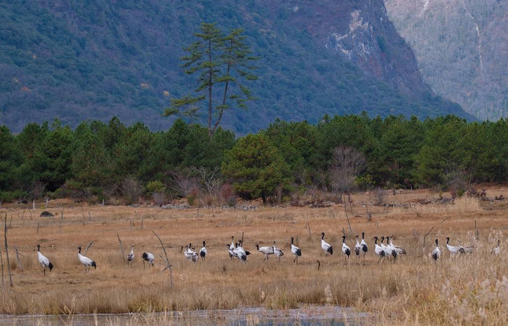 覓食中的黑頸鶴。扎頓攝