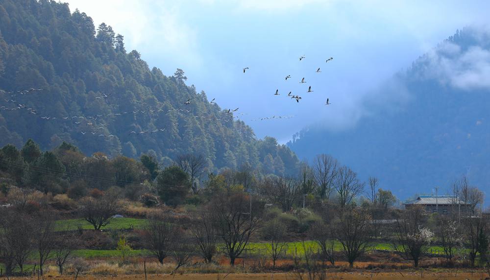 成群的黑頸鶴為冬日高原增添生機(jī)。益西旦增攝