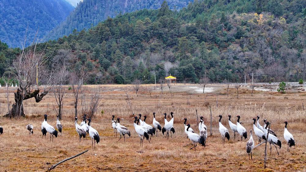 在濕地上閑庭信步的黑頸鶴。張寧攝