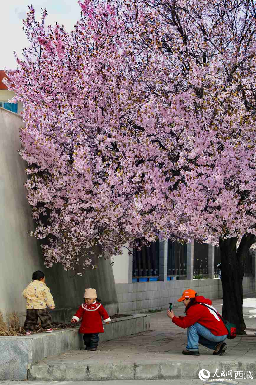 桃林下，拉薩市民游客樂享春光。人民網(wǎng)記者 次仁羅布攝