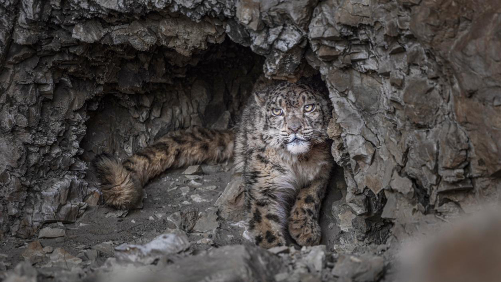 “高原精靈”雪豹。尼瑪多吉攝