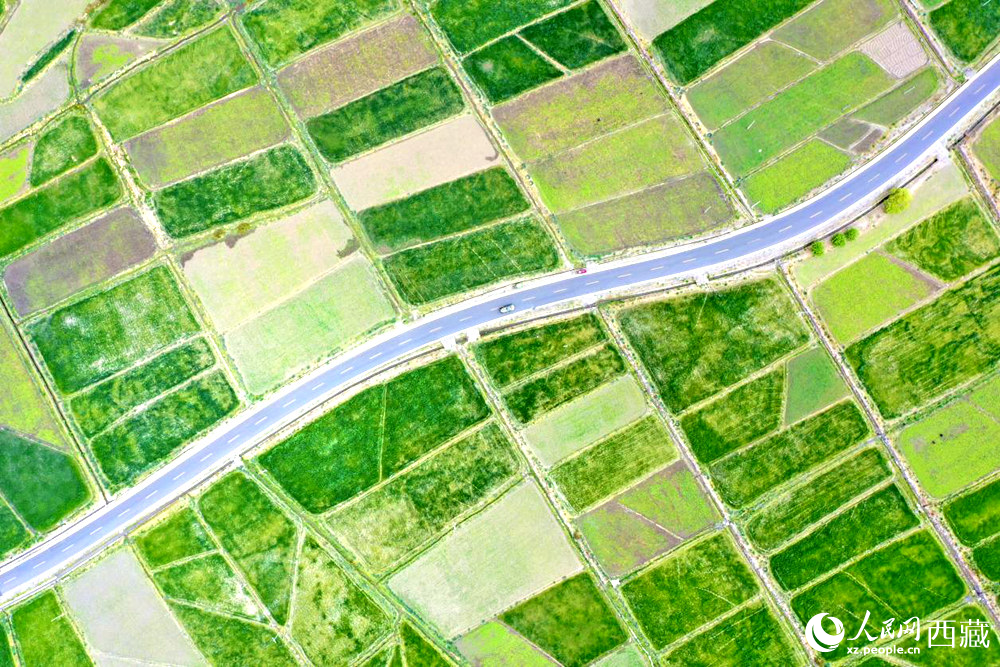 無(wú)人機(jī)視角下的西藏山南市瓊結(jié)農(nóng)田。人民網(wǎng)記者 次仁羅布攝