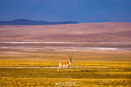 可愛壁紙上新！藏羚羊就是高原上的精靈吧