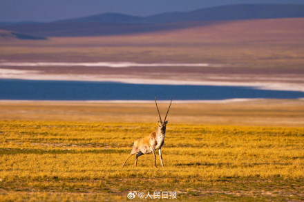 可愛壁紙上新！藏羚羊就是高原上的精靈吧