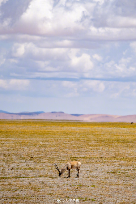 可愛壁紙上新！藏羚羊就是高原上的精靈吧