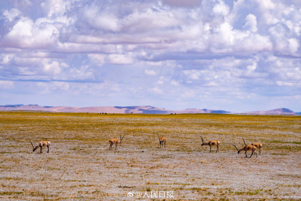 可愛壁紙上新！藏羚羊就是高原上的精靈吧