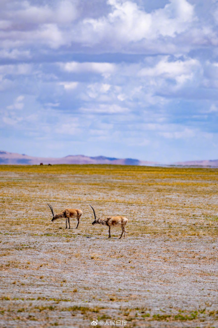 可愛壁紙上新！藏羚羊就是高原上的精靈吧