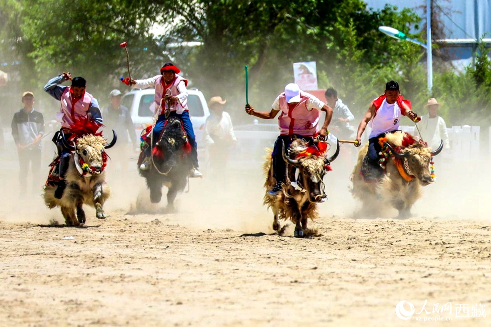 拉薩首屆農(nóng)牧民運動會上的賽牦牛比賽。