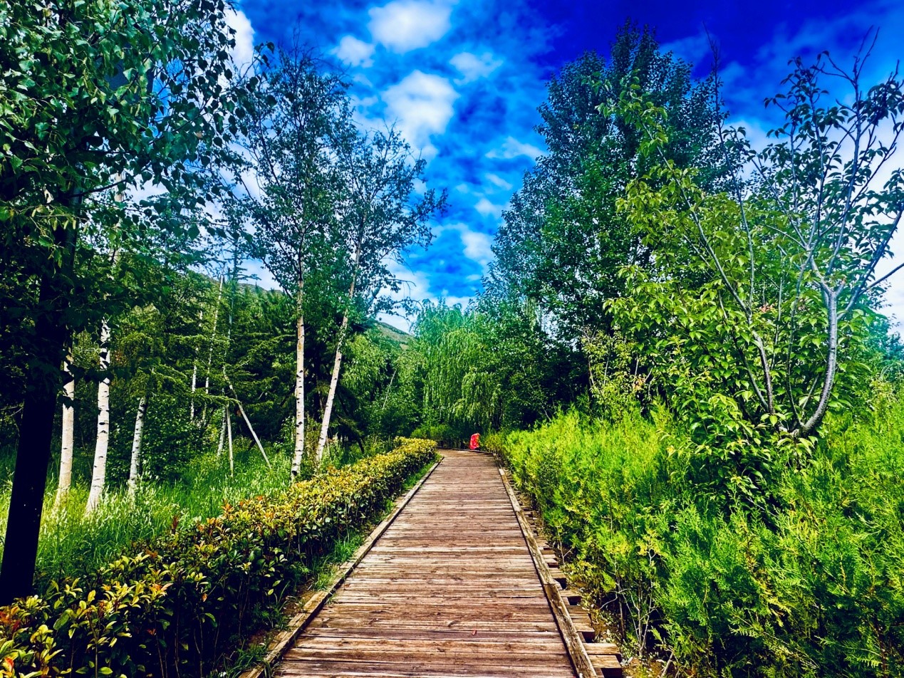 郁郁蔥蔥的南山公園。人民網(wǎng)記者 益西康珠攝