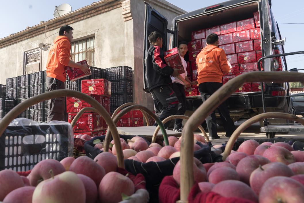 西部冰糖心蘋果，乘著商流上行。劉浩攝