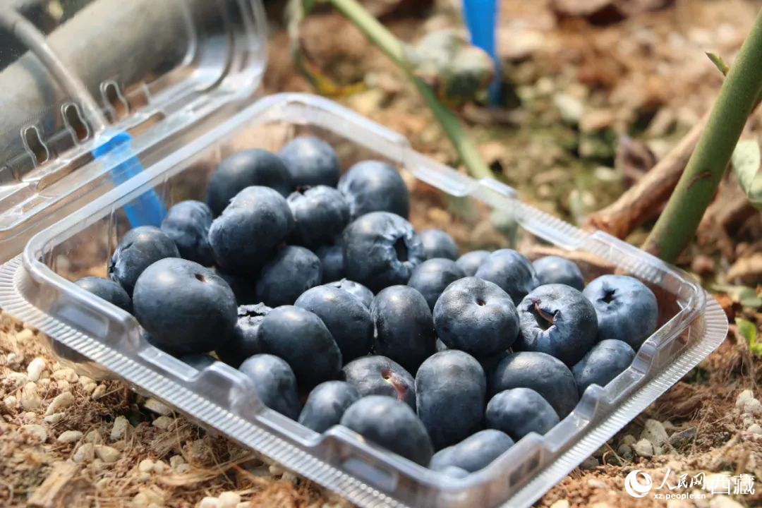 藍莓表面覆蓋著天然果霜。次仁龍布攝