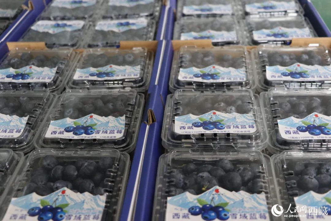 包裝好的藍莓。次仁龍布攝
