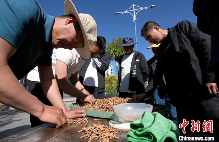 西藏拉薩：冬蟲夏草市場(chǎng)交易火爆