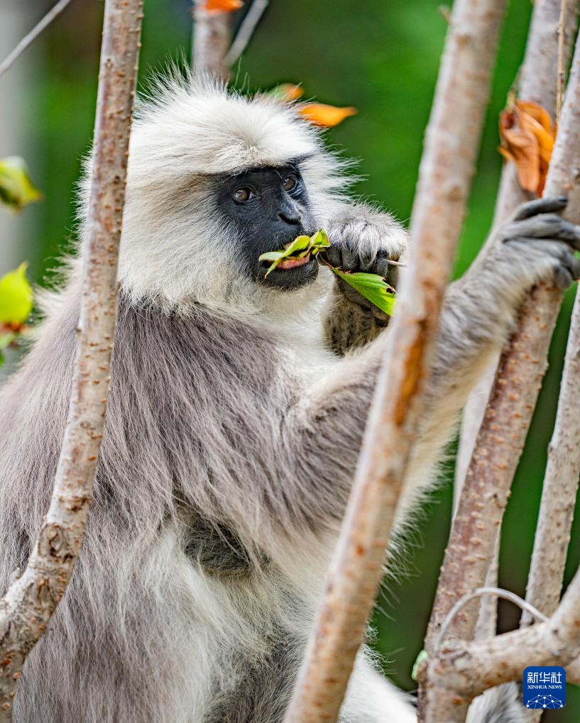 西藏亞東：長尾葉猴下山“會客”