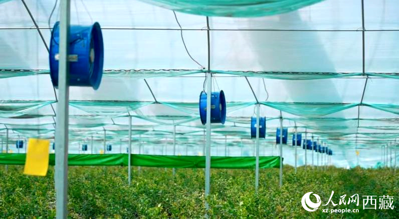 藍(lán)莓種植的智能溫室場(chǎng)景。羅雨欣攝