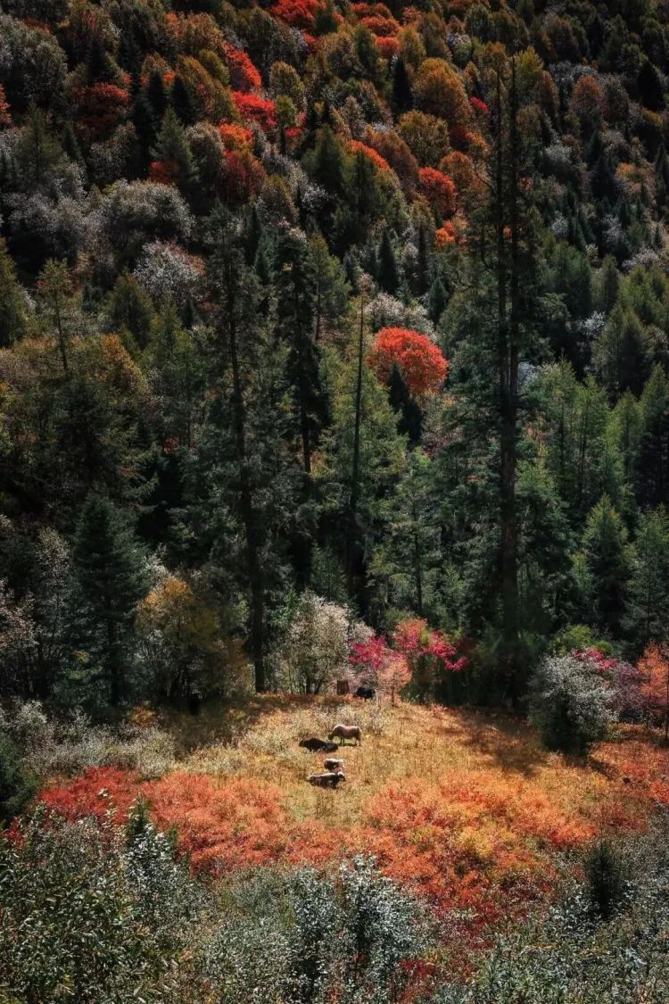 懂西藏的人，一定不會(huì)錯(cuò)過林芝的秋天