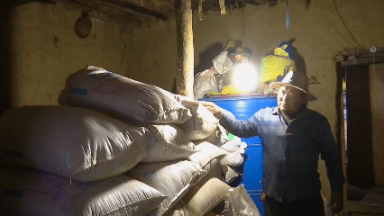 青稞“蛻變”，牦?！俺鋈Α保】次鞑剞r(nóng)牧民的“十四五”豐收答卷