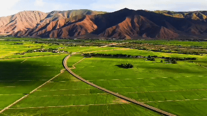 青稞“蛻變”，牦牛“出圈”！看西藏農(nóng)牧民的“十四五”豐收答卷