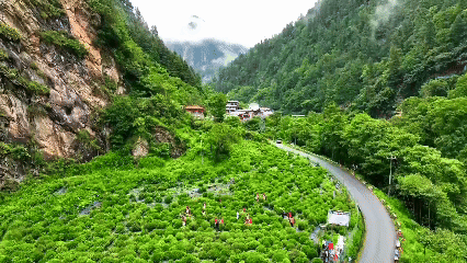 青稞“蛻變”，牦牛“出圈”！看西藏農(nóng)牧民的“十四五”豐收答卷