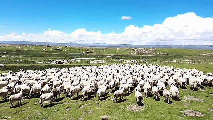 青稞“蛻變”，牦?！俺鋈Α?！看西藏農(nóng)牧民的“十四五”豐收答卷