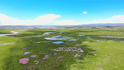 青稞“蛻變”，牦?！俺鋈Α保】次鞑剞r(nóng)牧民的“十四五”豐收答卷