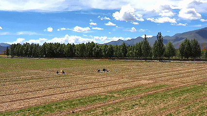 青稞“蛻變”，牦?！俺鋈Α?！看西藏農(nóng)牧民的“十四五”豐收答卷