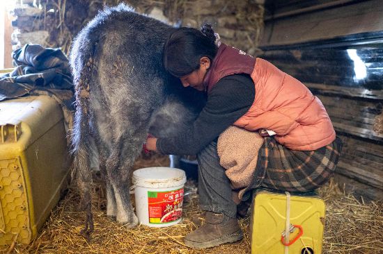 次仁普尺正在擠牛奶。人民網(wǎng)記者 翁奇羽攝