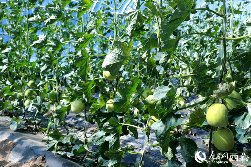 溫室中種植的瓜類作物果實(shí)累累。人民網(wǎng)記者 吳雨仁攝