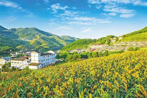 【理上網(wǎng)來o輝煌十九大】鄉(xiāng)村振興戰(zhàn)略：更綜合、全面、系統(tǒng)的發(fā)展戰(zhàn)略