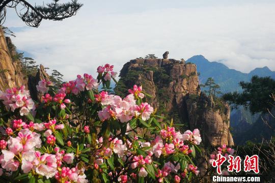 黃山風景區(qū)“五一”小長假客流、車流平穩(wěn)