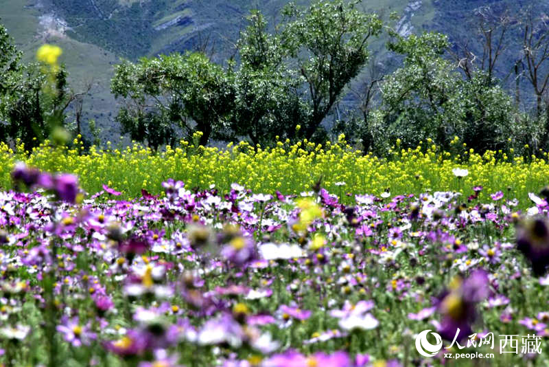 油菜花與格?；ㄏ嘤吵扇?。人民網(wǎng) 李海霞攝
