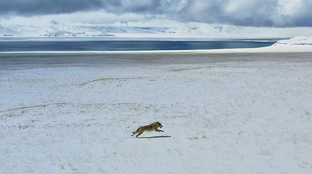 雪地里疾馳的阿里“狼”。
