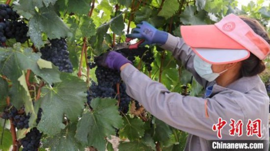 圖為當(dāng)?shù)卮迕癫烧咸??！∩侥仙Ｈ湛h委宣傳部提供