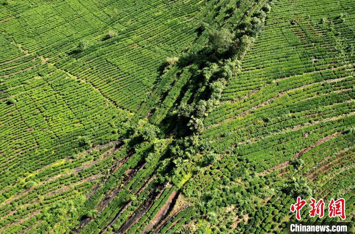 圖為西藏林芝市墨脫縣果果塘大拐彎附近的茶田。(無人機照片) 李林 攝
