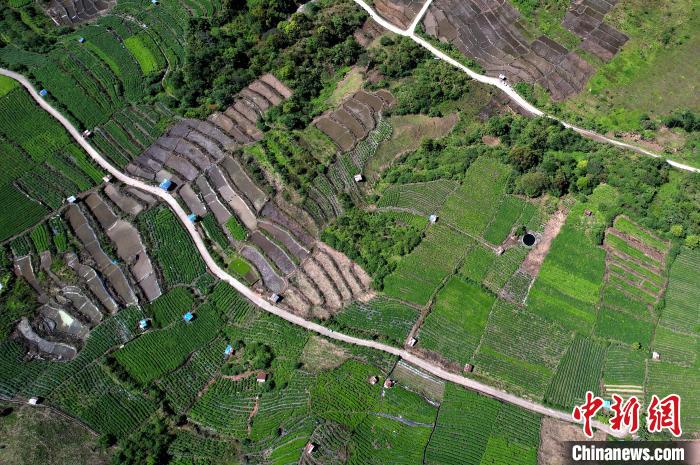 圖為西藏林芝市墨脫縣城附近的茶田。(無人機照片) 李林 攝