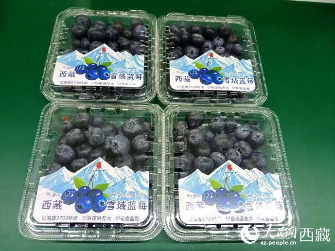 西藏雪域藍(lán)莓。羅雨欣攝