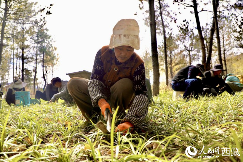 圖為項(xiàng)目建設(shè)過(guò)程中帶動(dòng)周邊群眾就業(yè)。人民網(wǎng)記者 次仁羅布攝