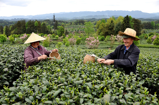 貴州省湄潭縣大力發(fā)展茶葉產(chǎn)業(yè)，60萬畝生態(tài)茶園實現(xiàn)了“綠水青山變成金山銀山”，生態(tài)與經(jīng)濟(jì)協(xié)調(diào)發(fā)展。圖為湄潭縣湄江街道金花村茶農(nóng)采茶 瞿欣含攝 _副本.jpg