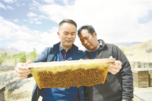 伍國強在蜂場實地指導蜂農 圖片來源：湖南日報.jpg