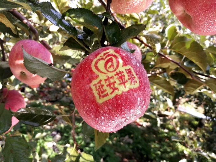 延安蘋果。柳林鎮(zhèn)果技站供圖。